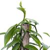 Live Vanilla Orchid, Vanilla Panifolia Orchid with Totem, Birthday Gift, Office Plant, Father's Day Gift, Indoor Houseplant, Plant Lover Gift in 6" Pot view 4