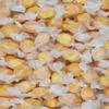Gourmet Soft and chewy Salt Water Taffy Candies - Individually Wrapped - Bulk bags (Mango, 2 Pound (Pack of 1)) view 1