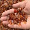 Wholesale Natural Semi Tumbled Carnelian Gemstone Chips, Crushed Mini Crystals, Undrilled Crystal Chips (Carnelian, 0.25 Pound) view 3