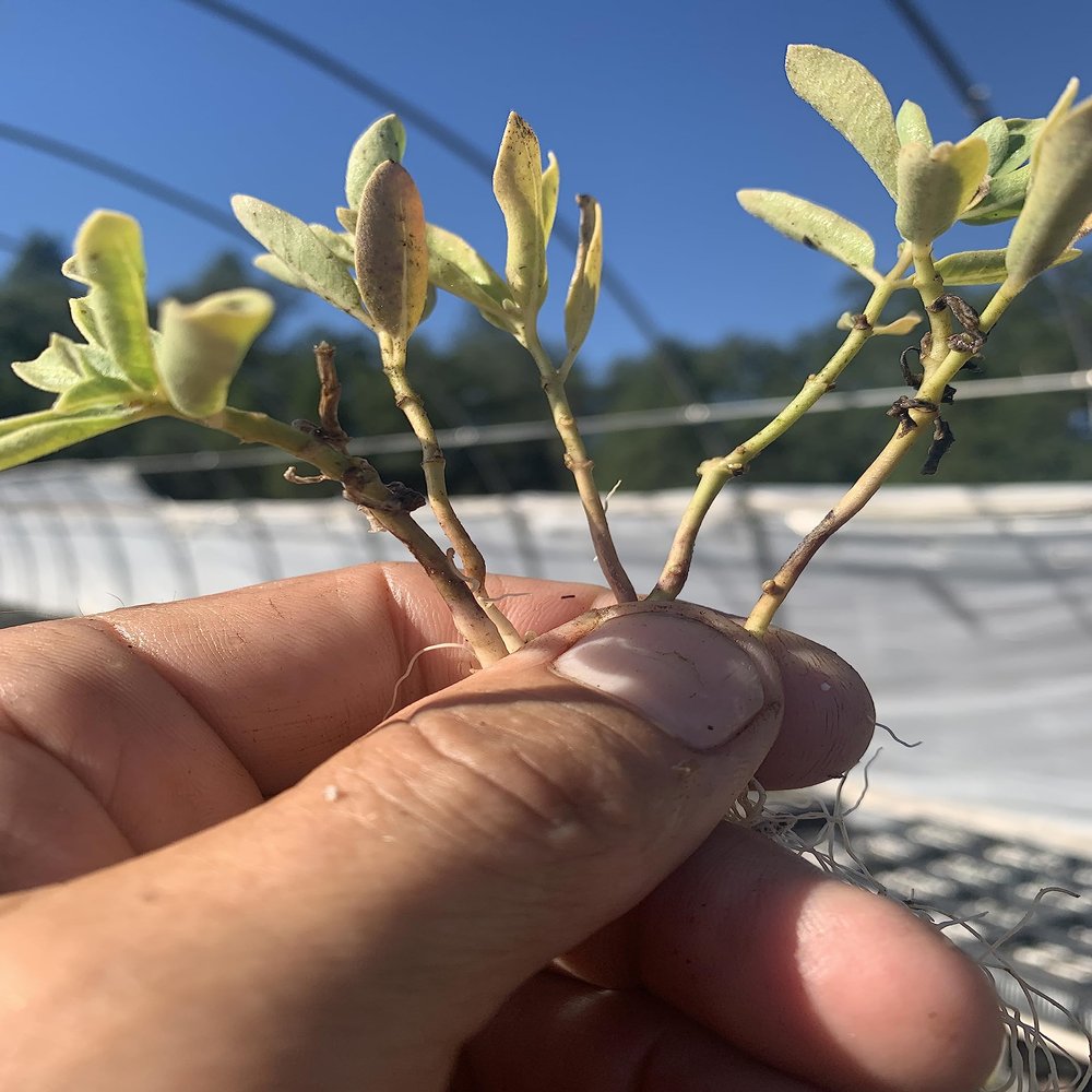 Indian Milkweed (Asclepias Eriocarpa)