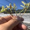 Indian Milkweed (Asclepias Eriocarpa) view 1