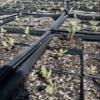 Indian Milkweed (Asclepias Eriocarpa) view 2