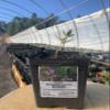 Indian Milkweed (Asclepias Eriocarpa) view 3