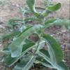 Indian Milkweed (Asclepias Eriocarpa) view 4
