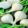 Beets White Albino 20 Seeds view 1