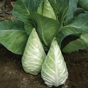 Cabbage Caraflex 20 Seeds