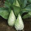 Cabbage Caraflex 20 Seeds view 1