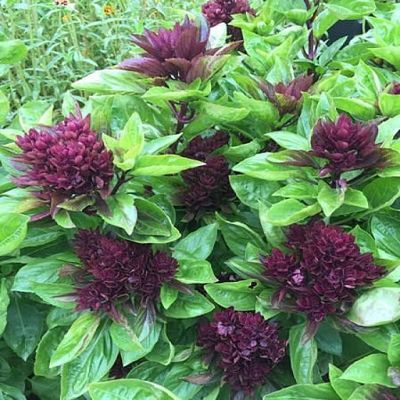 Basil Oriental Magic Ocimum basilicum 10 seeds