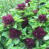 Basil Oriental Magic Ocimum basilicum 10 seeds view 1
