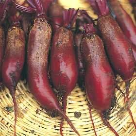 Beets Cylindra Long Red 50 seeds