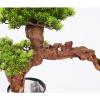 Artificial Trees Artificial Bonsai Tree 21.6in Large Luohan Pine Fake Bonsai Plant Interior Decor Simulation Welcome Pine Bonsai Trees Ceramic Vase Simulated Pine view 4