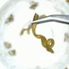 500 Grams Huoshan 5 Years Natural Organic Dendrobium Candidum,Herba Dendrodii Officinalis,Dendrobii Officmalis Caulis,Tiepishihu,Huoshan Mihu Glial Foot Immune Support Memory Support. view 4