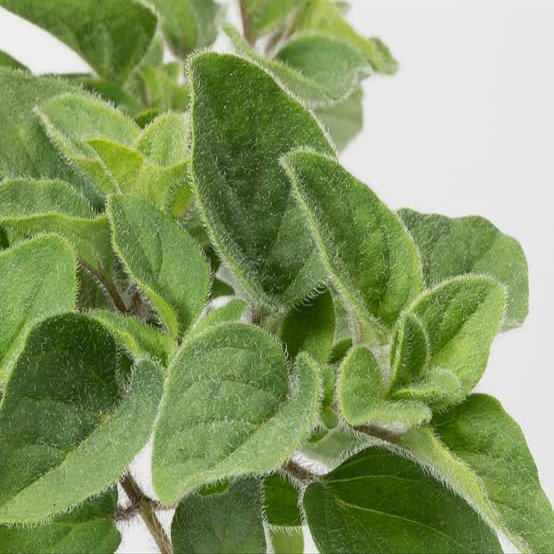 3 Oregano Hot and Spicy Plant