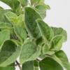 3 Oregano Hot and Spicy Plant view 1