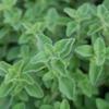 3 Oregano Hot and Spicy Plant view 2