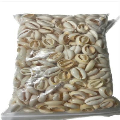 Caracoles abiertos santeria cowrie conchas de mar 15 oz caracoleles de mar abiertos blancos caracoles aye