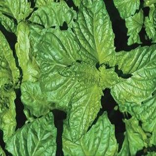 Basil Napoletano Ocimum basilicum 2,000 Seeds