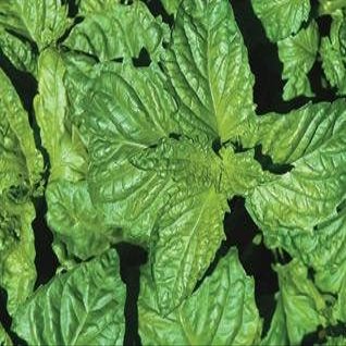 Basil Napoletano Ocimum basilicum 2,000 Seeds