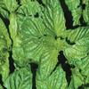 Basil Napoletano Ocimum basilicum 2,000 Seeds view 1