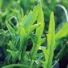 Arugula Sylvetta (Italian Rustic) Diplotaxis tenuifolia 5,000 Seeds view 1