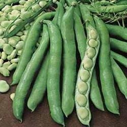 Bean Fava (Broad Bean) 1,000 Seeds