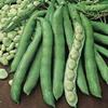 Bean Fava (Broad Bean) 1,000 Seeds view 1