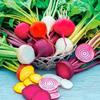 Beets Rainbow Mix 1,000 Seeds view 1