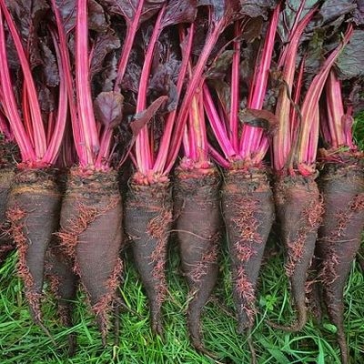 Beets Cropaudine 250 Seeds