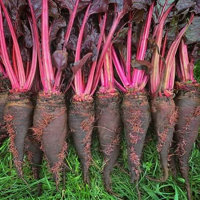 Beets Cropaudine 250 Seeds