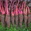 Beets Cropaudine 250 Seeds view 1