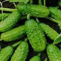 Cucumber National Pickling 250 Seeds