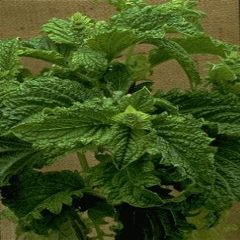 Basil Sweet Dani Lemon Ocimum basilicum 250 Seeds