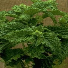 Basil Sweet Dani Lemon Ocimum basilicum 250 Seeds