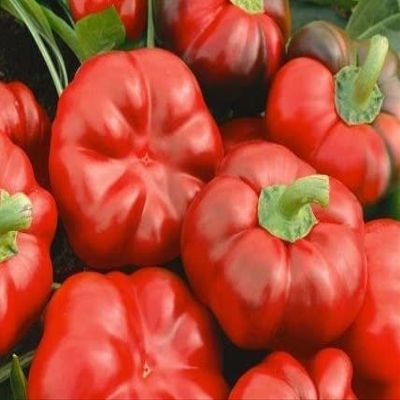 Pepper Sweet Cheese Red 1,000 Seeds