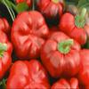 Pepper Sweet Cheese Red 1,000 Seeds view 1