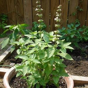 Basil Mrs Burns Ocimum basilicum 2,000 Seeds