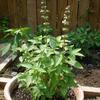 Basil Mrs Burns Ocimum basilicum 2,000 Seeds view 1