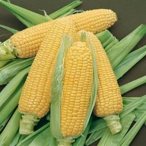 Corn Bodacious RM 1,000 Seeds