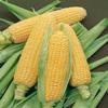 Corn Bodacious RM 1,000 Seeds view 1