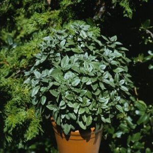 Basil Sweet Large Leaf (Italian) Ocimum basilicum 5,000 Seeds