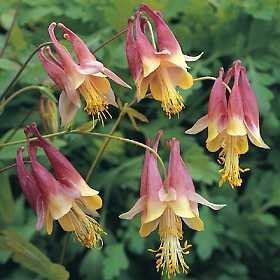 Aquilegia Canadensis 1,000 Seeds