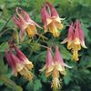 Aquilegia Canadensis 1,000 Seeds view 1