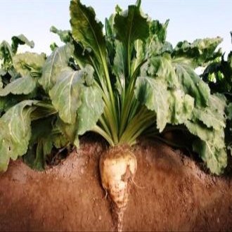 Beets Sugar Beet 250 Seeds