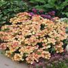 Verbena Peaches and Cream 250 Seeds view 1