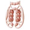 18 Wheel Fascia Muscle Roller, Massage Roller Press Points Manual Relax Tight Muscles Clamp Leg Roller Leg Massage for Calves, Golfer Elbow, Pink view 2