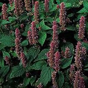 Anise Hyssop Agastache foeniculum 2,000 Seeds