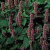 Anise Hyssop Agastache foeniculum 2,000 Seeds view 1