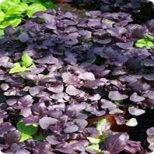 Basil Red Boza Ocimum basilicum 2,000 Seeds