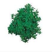Basil Fino Verde Ocimum basilicum 5,000 Seeds