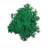 Basil Fino Verde Ocimum basilicum 5,000 Seeds view 1